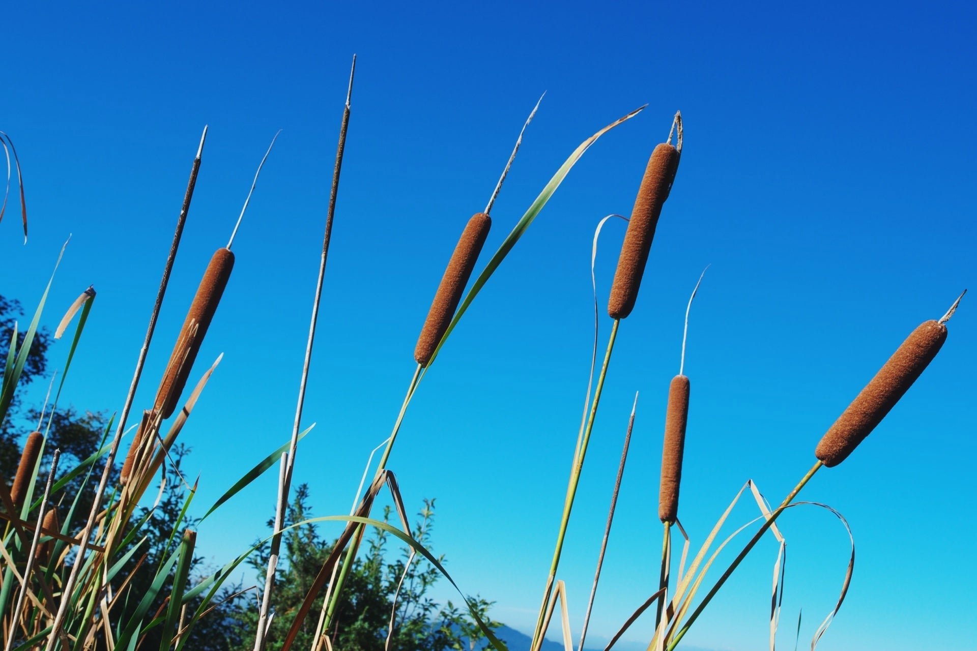 Cattails