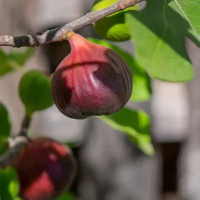 A Guide To Buying Brown Turkey Fig: Attributes, Uses, and Landscaping Ideas - TN Nursery
