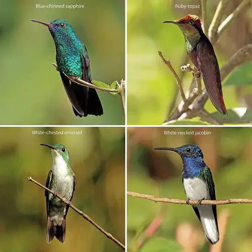 A Hummingbird's Favorite Color | TN Nursery - TN Nursery