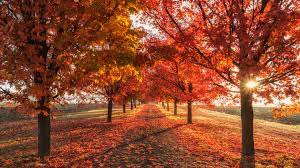 A Symphony of Autumn Hues: Exploring Five Colorful Trees of Fall - TN Nursery