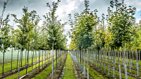 American Arboreal Wonders: Exploring the Exotic Native Trees of the US - TN Nursery