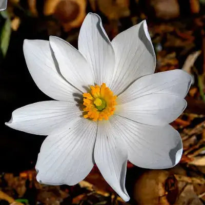 Bloodroot flower with delicate white petals and yellow center