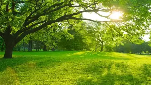 Tips on Choosing a Shade Tree | TN Nursery - TN Nursery