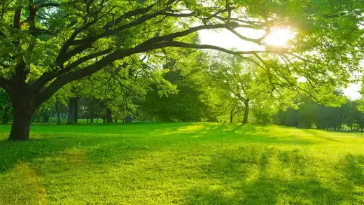 Tips on Choosing a Shade Tree | TN Nursery - TN Nursery