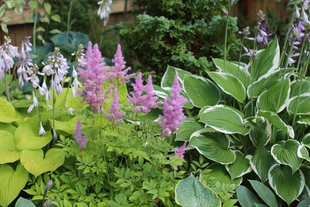 Shade Garden