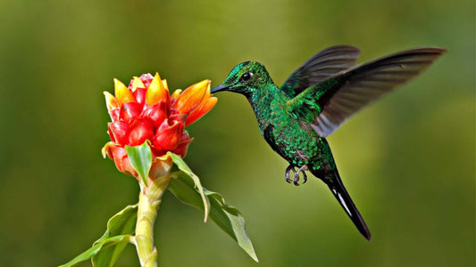 Attracting Hummingbirds