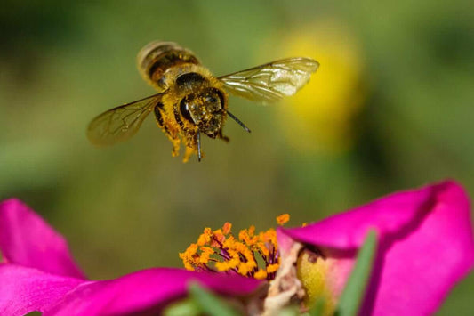 Bee Pollinating a Pink Flower