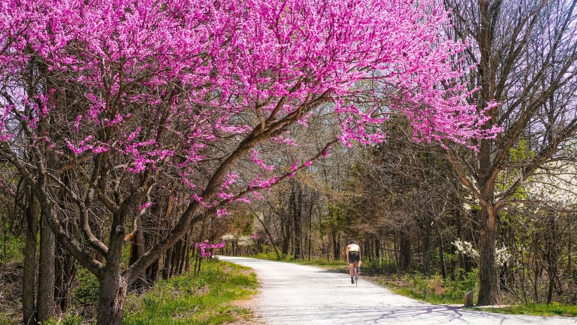 Redbud Tree Benefits in Landscaping - TN Nursery