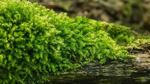 Alternatives to Grass Lawns: Live Mosses - TN Nursery