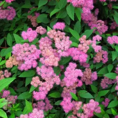 Pink Spirea Shrub - TN Nursery