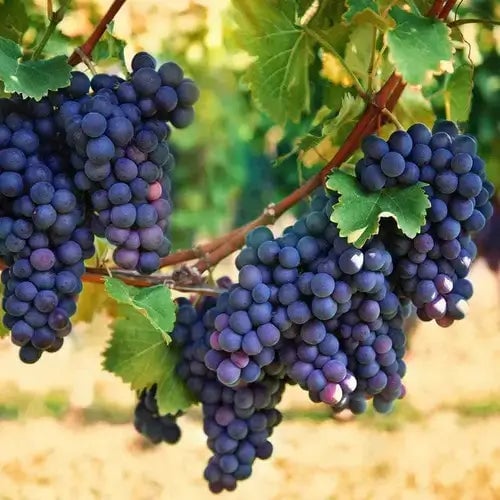 The Advantages of Berry Vines - TN Nursery