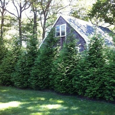 TN Nursery Forbes Feature - Landscaping Industry - TN Nursery