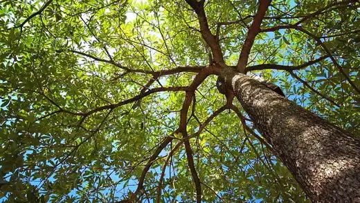 10 Incidents that Trees Protect Our Homes - TN Nursery