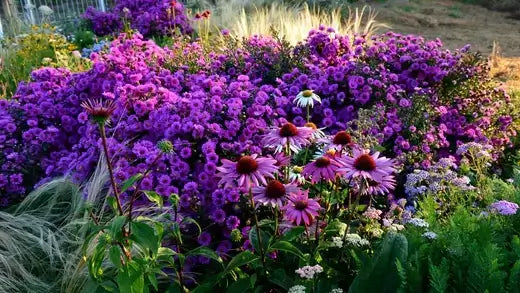 Top Perennial Seeds to Plant in Fall - TN Nursery