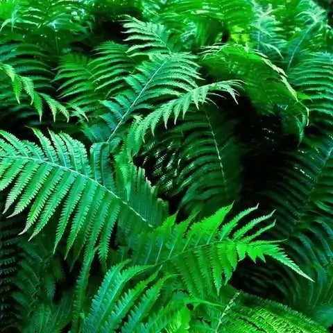 Planting Native Ferns as a Border Sanctuary - TN Nursery
