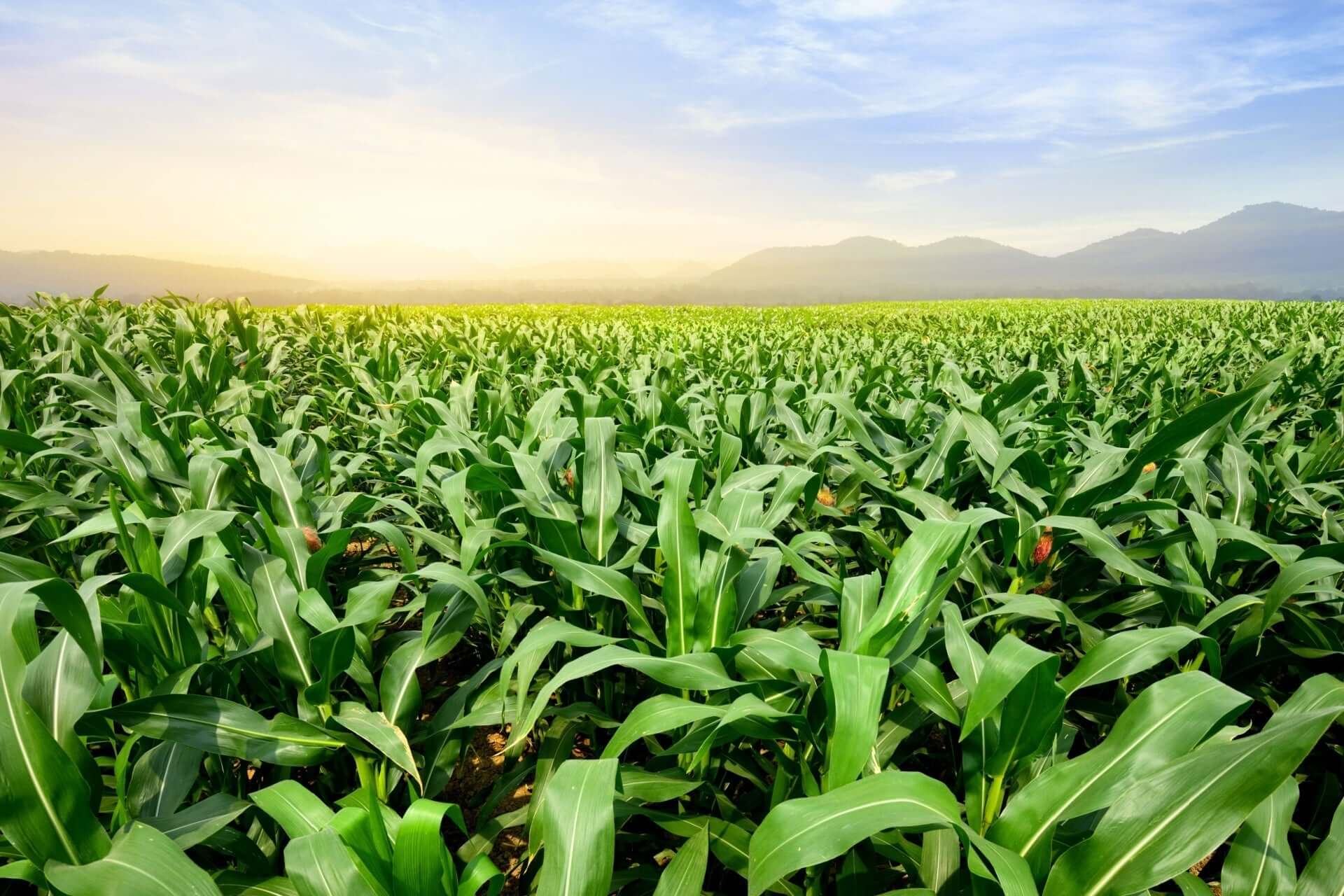 Colonial to Modern Gardens- How Styles Evolved