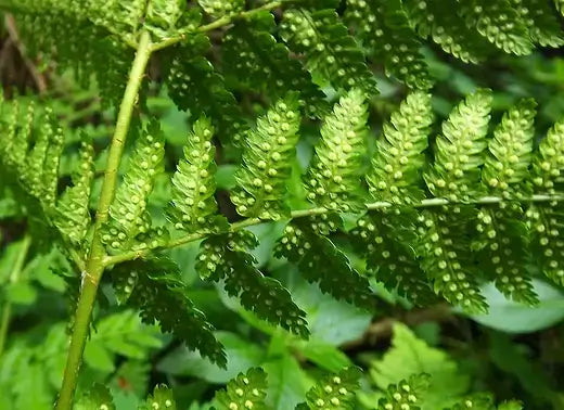Enhance Your Garden with Wood Ferns: The Perfect Plant for Almost Any Space - TN Nursery