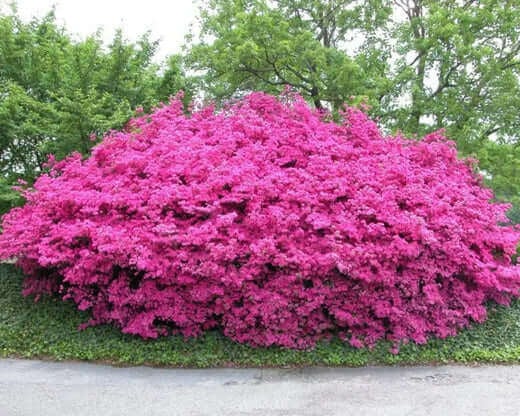  Simple Ways to Protect Plants in Winter - TN Nursery
