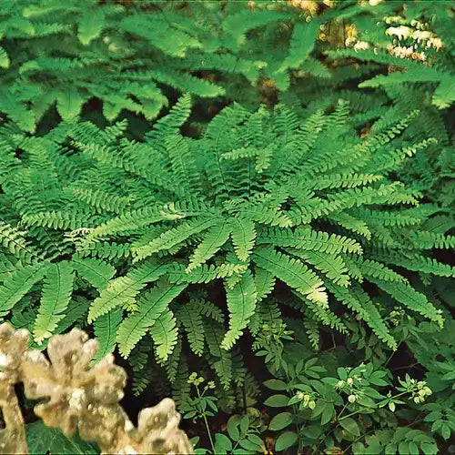 Maidenhair Fern - An Easy Shade Fern Favorite - TN Nursery