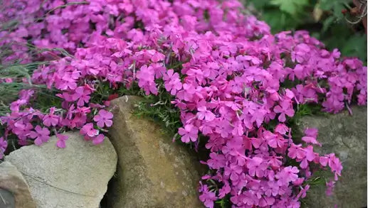 Creeping Phlox Has Many Landscaping Uses - TN Nursery