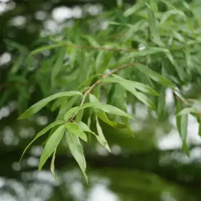 Willow Oak Tree Information - TN Nursery