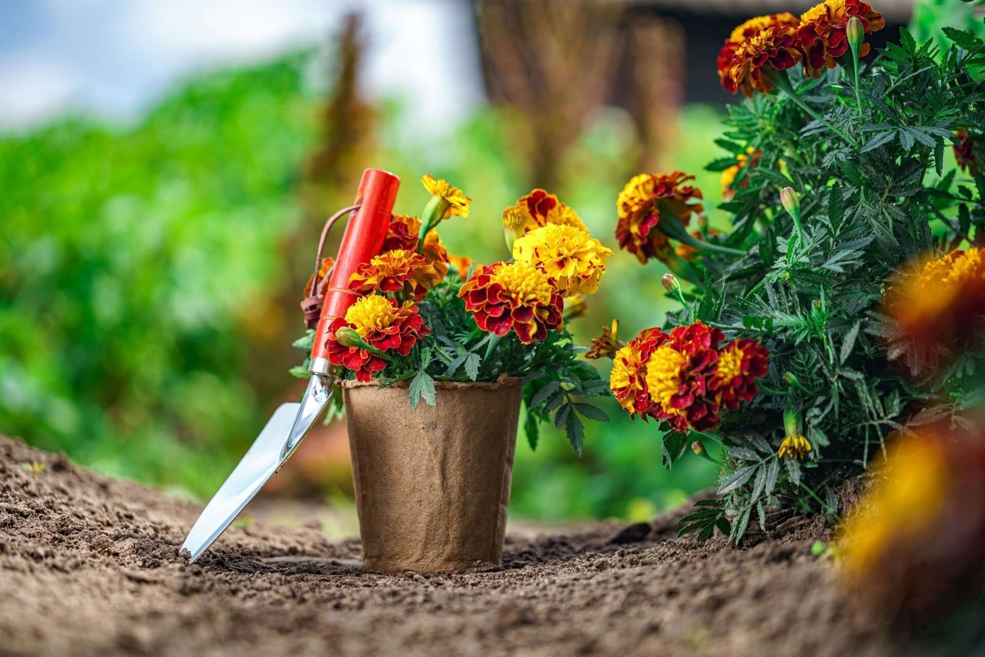 Floriculture- The Art and Science of Ornamental Blooms – TN Nursery