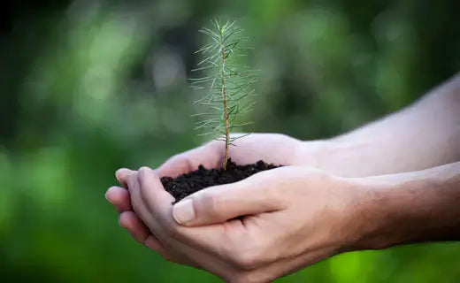 Accelerating Forest Restoration Through Diverse Seedling Replanting - TN Nursery