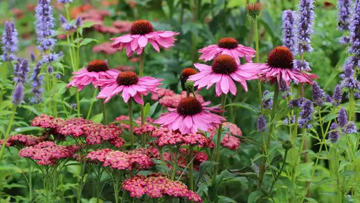 Add a Unique Story to the Garden with Perennials - TN Nursery