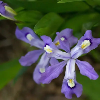 Adding Vibrancy to Your Landscape with Dwarf Crested Iris - TN Nursery