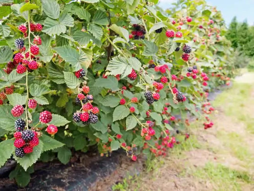 Advantages of Planting Berry Bushes - TN Nursery