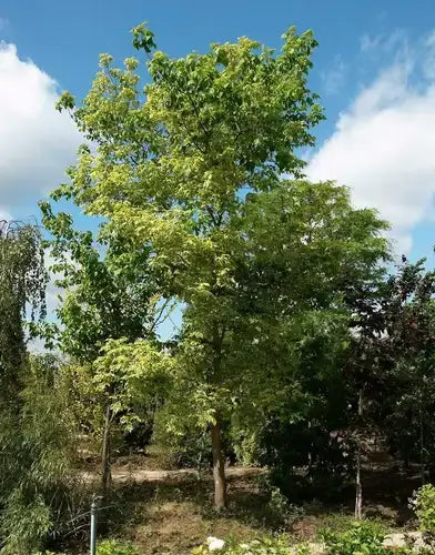 Box Elder | Information | TN Nursery - TN Nursery