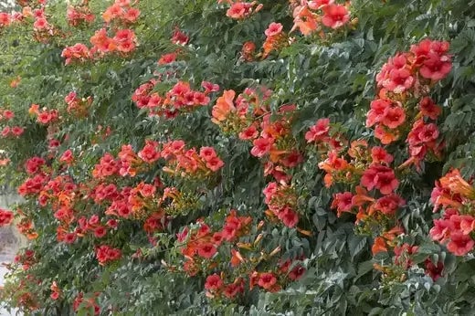 Trumpet Vines: A Fast-growing Vine | TN Nursery - TN Nursery