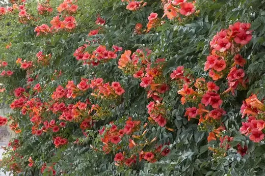 Trumpet Vines: A Fast-growing Vine | TN Nursery - TN Nursery