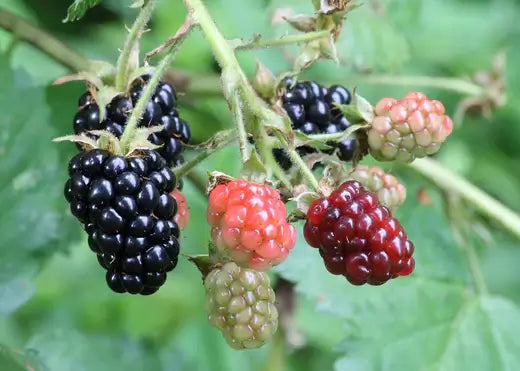 All About Blackberries | TN Nursery - TN Nursery