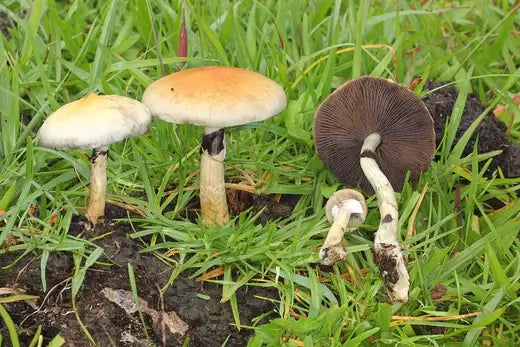 All About Mushrooms | What to Know | TN Nursery - TN Nursery