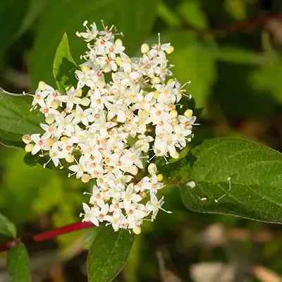 All You Need to Know About Red Osier Dogwood Shrub - TN Nursery