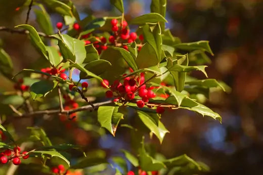 American Holly Bushes- Planting and care - TN Nursery