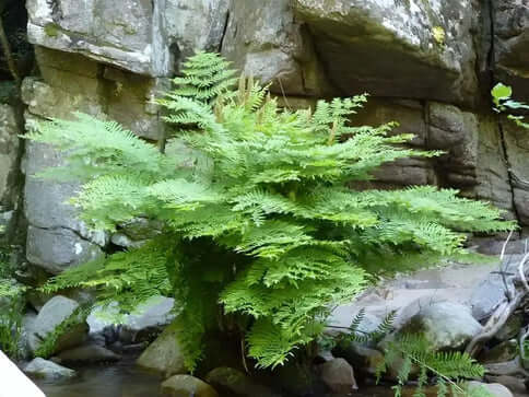 An Overview of the Various Kinds of Ferns and Their Properties - TN Nursery