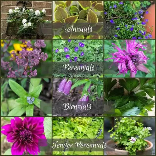 Annuals Or Perennials - What to Pick - TN Nursery