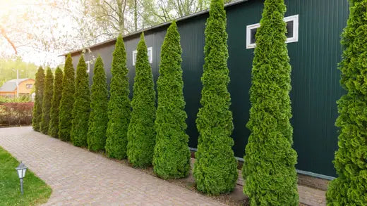 Arborvitaes - The Pros and Consequences - TN Nursery