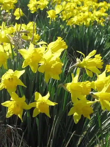 Are daffodils perennial? Everything you need to know about daffodils - TN Nursery