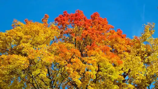 Autumn's Brilliance Of The Sassafras Tree in autumn - TN Nursery