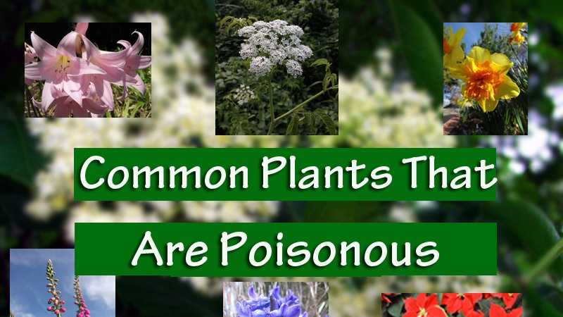 Avoiding Poisonous Plants When Outside - TN Nursery