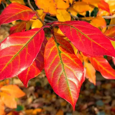 Tupelo Trees - Planting Guide and Attributes - TN Nursery