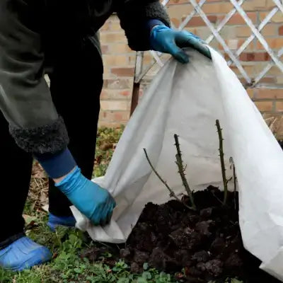 How to Your Garden Plants for the Winter - TN Nursery