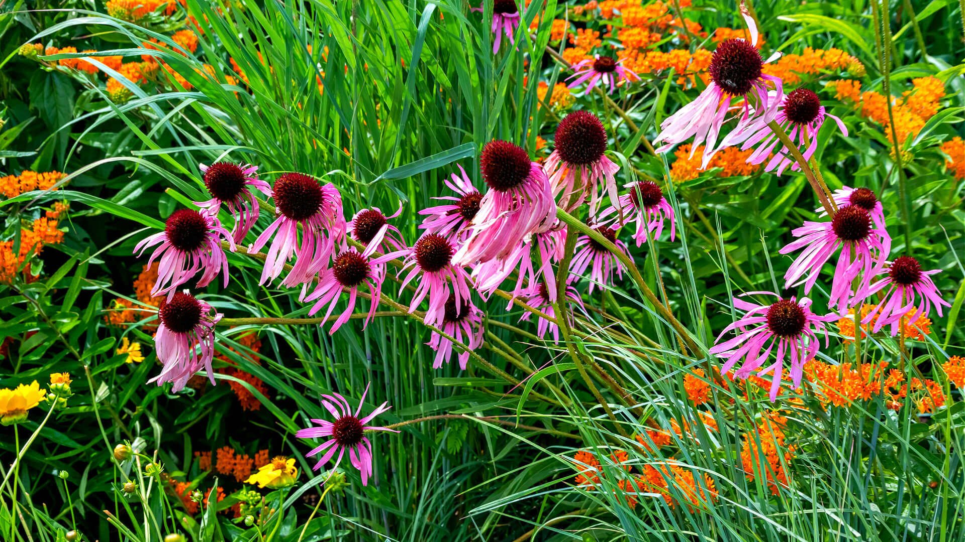 Native Elegance: Enhancing Your Yard with Native Plants, Moss, Shrubs, and Trees - TN Nursery