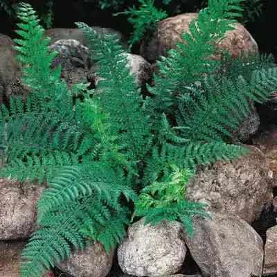 10 Best Ferns For Partial Sun Areas - TN Nursery