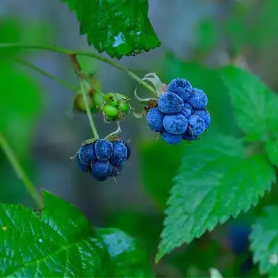 Dewberry- Rubus Hispidus | TN Nursery - TN Nursery