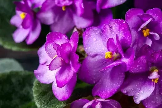 Best Pollinators For In Door Plants - TN Nursery