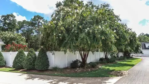 TN Nursery hedges and trees around a house fence